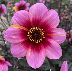 Dahlia Neon Flair