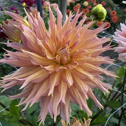 Dahlia Omega 