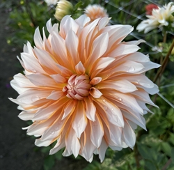 Dahlia Orange & Snow 