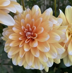 Dahlia Orange Perception 