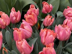 Tulipan Pink Jimmy 100 løg