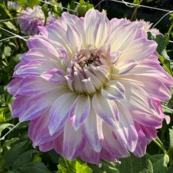 Dahlia Pink Petticoat