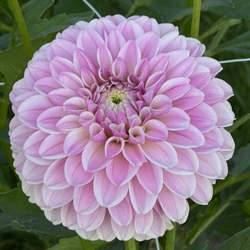 Dahlia Pink Silk