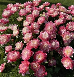 Tulipan Pink Size 6 løg