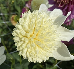 Dahlia Platinum Blonde