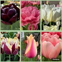 Tulipan Plukke Mix 50 løg