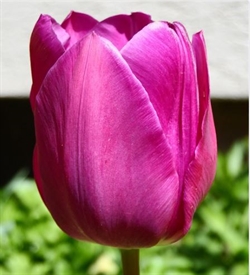 Tulipan Purple Flag 8 løg