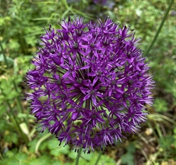 Allium Purple Sensation 5 løg