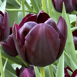 Tulipan Queen of night 8 løg