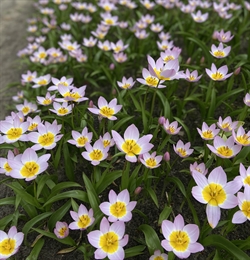 Tulipan Saxatilis 100 løg