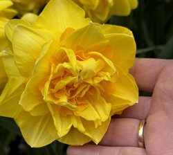 Narcis Sherborne 5 løg