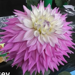 Dahlia Sir Alf Ramsey 