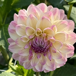 Dahlia Sturm Kika