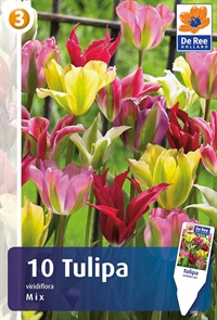 Tulipan Viridiflora Mix 10 løg