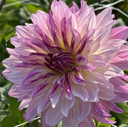 Dahlia Violet Dance