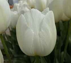 Tulipan White Prince 8 løg